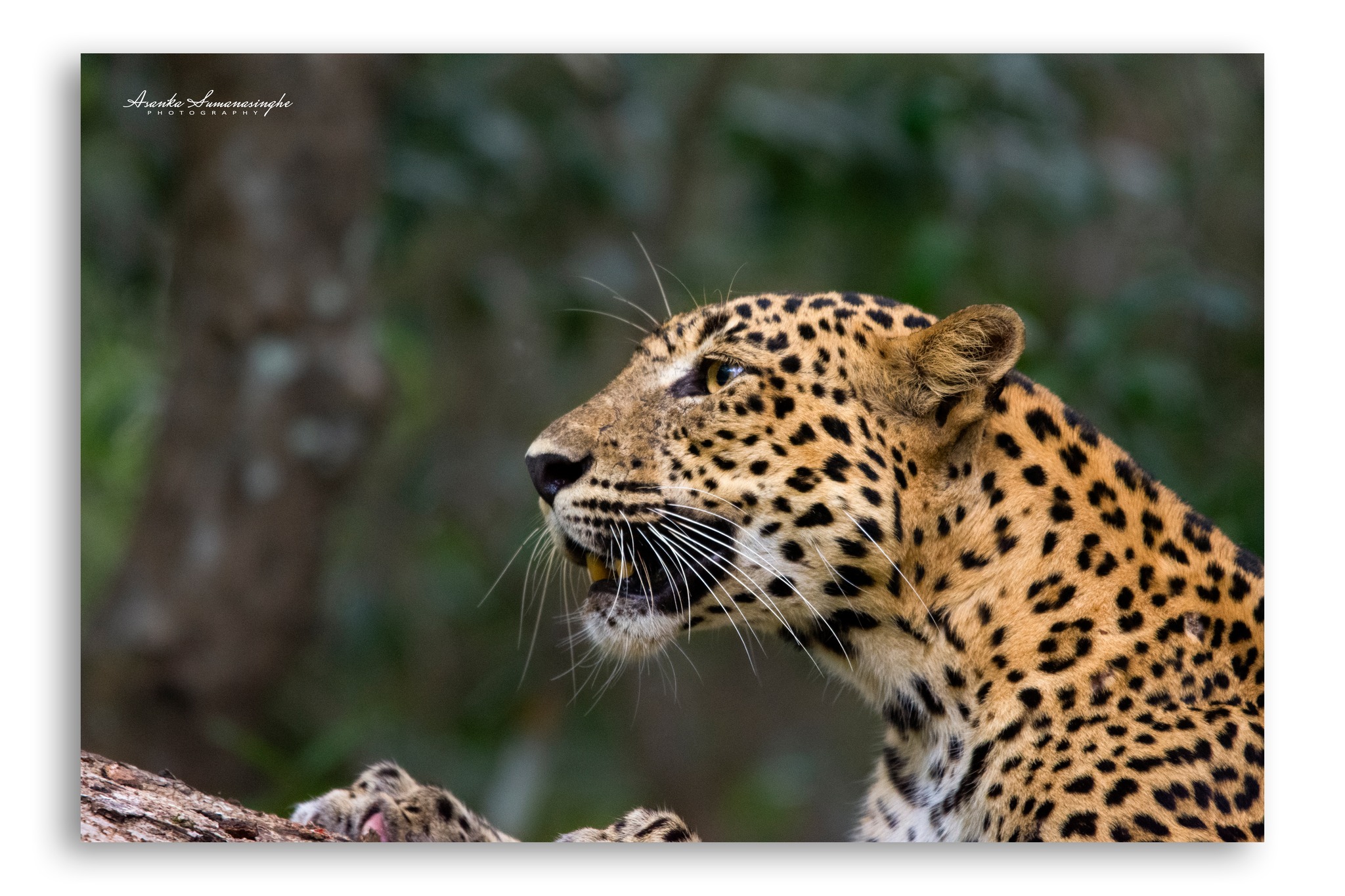 Wilpattu Wildlife 02